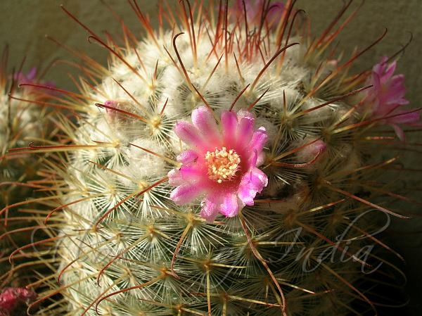 Pincushion Cactus